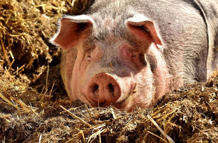 原花青素在防控分泌性腹瀉中的研究進(jìn)展（上）