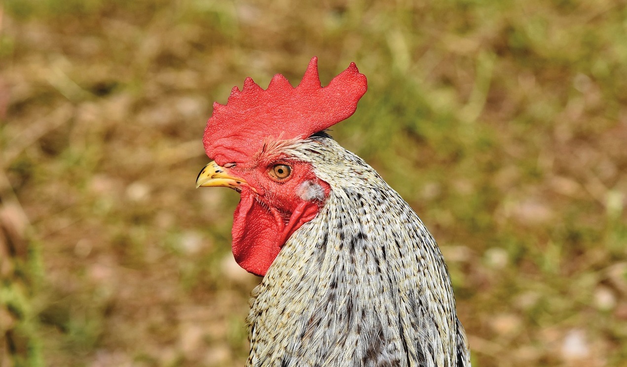 產(chǎn)氣莢膜梭菌的預(yù)防和管理措施！