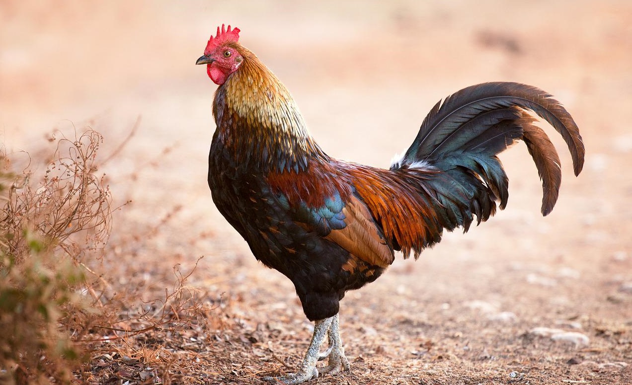 產(chǎn)氣莢膜梭菌致病機(jī)理和流行病學(xué)！